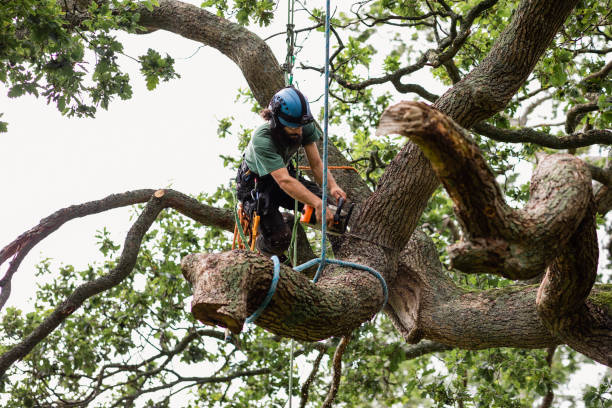 Wasilla, AK Tree Care Company