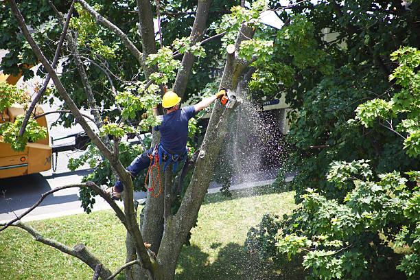 How Our Tree Care Process Works  in  Wasilla, AK